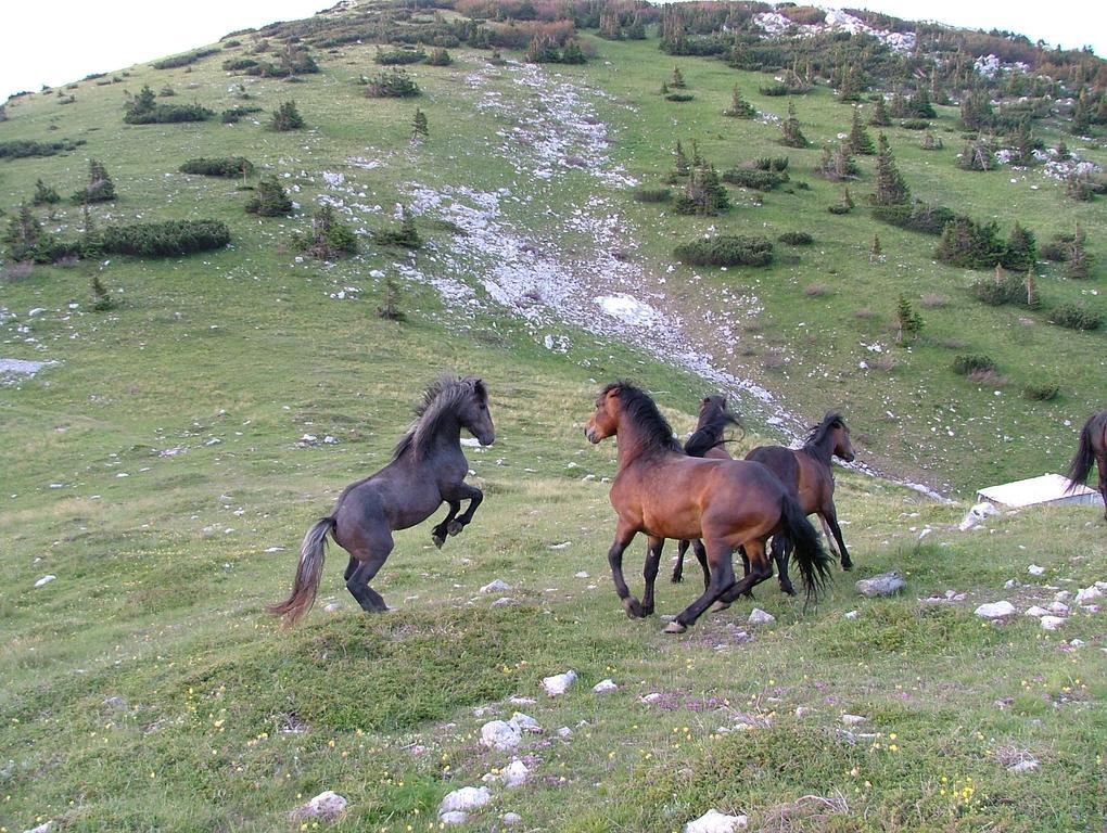 Vacation Home Kuca Za Odmor Krasno Polje Εξωτερικό φωτογραφία